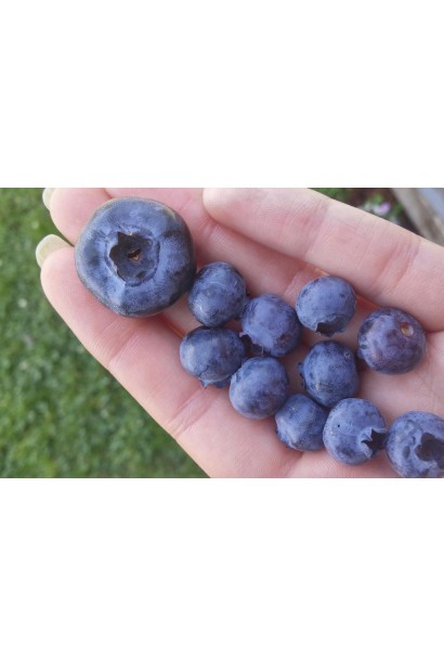 Голубика высокорослая Чандлер ягоды