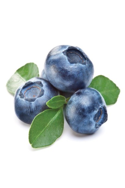 Vaccinium corymbosum Chandler