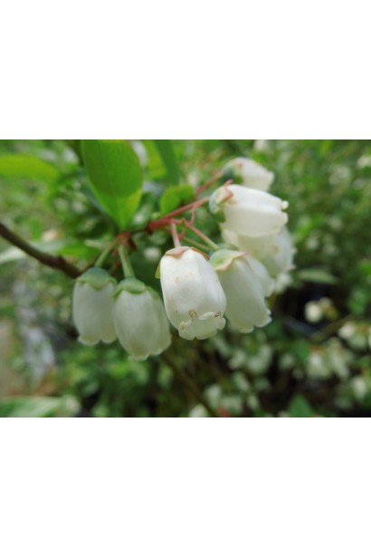 Голубика высокорослая Чандлер цветение