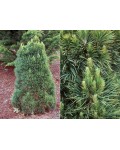 Сосна звичайна Глобоза на штамбі | Сосна обыкновенная Глобоза на штамбе | Pinus sylvestris Globosa on shtambe