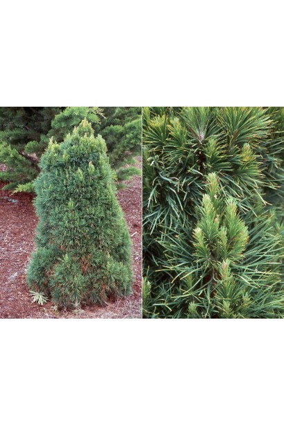 Сосна звичайна Глобоза 