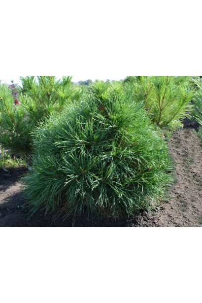 Pinus sylvestris Globosa у декоративному дизайні.
