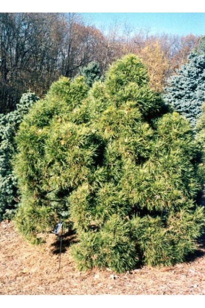 Сосна звичайна Глобоза на штамбі | Сосна обыкновенная Глобоза на штамбе | Pinus sylvestris Globosa on shtambe