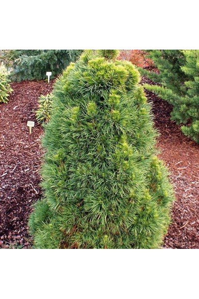 Сосна звичайна Глобоза на штамбі | Сосна обыкновенная Глобоза на штамбе | Pinus sylvestris Globosa on shtambe