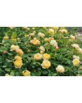 Роза английская Шарлотта | Троянда англійська Шарлотта | Rosa Charlotte