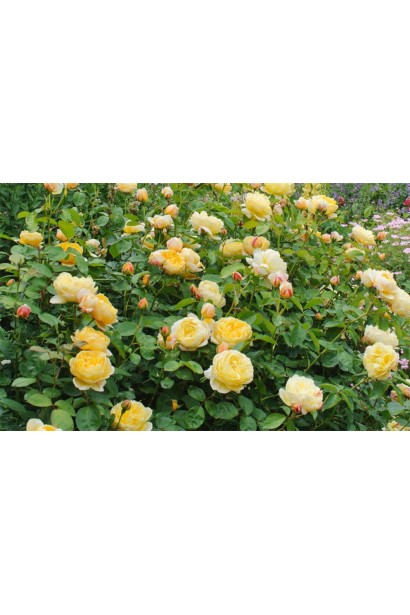 Троянда Шарлотта з лимонними квітами