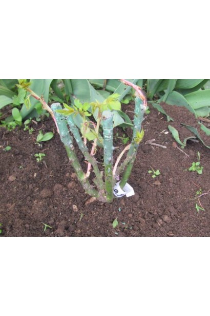 Англійська троянда Charlotte – ідеальна для бордюрів.