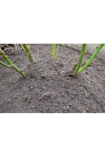 Троянда англійська Шарлотта