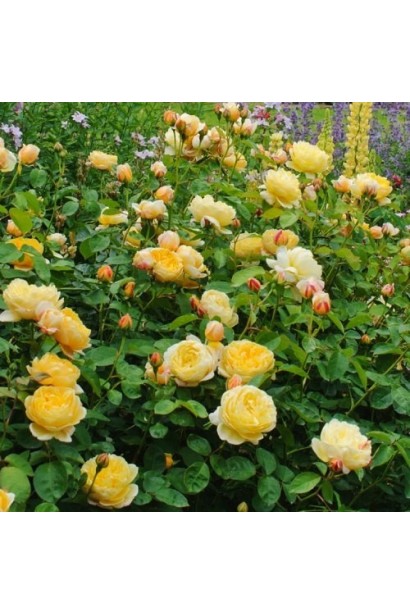 Charlotte – вишуканий кущ із густими квітами.