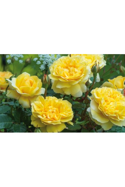 Сонячний акцент для клумб – троянда Charlotte.