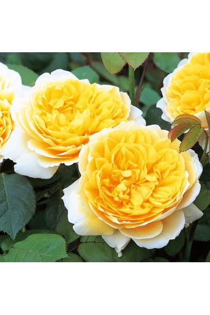 Шарлотта – англійська троянда з лимонними квітами.