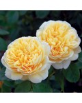 Троянда англійська Шарлотта | Роза английская Шарлотта | Rosa Charlotte