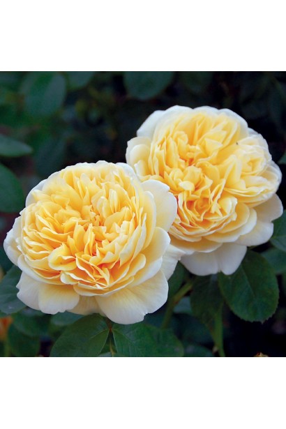 Троянда Шарлотта/Rosa Charlotte