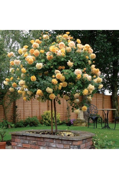 Ландшафтна прикраса – троянда Шарлотта в саду.