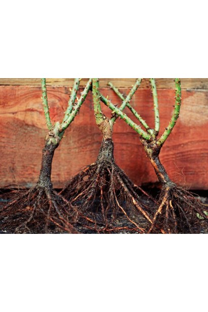 Троянда Шарлотта з відкритою кореневою системою