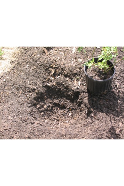 Троянда англійська Шарлотта