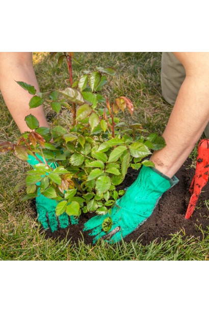 Посадка троянди Шарлотта