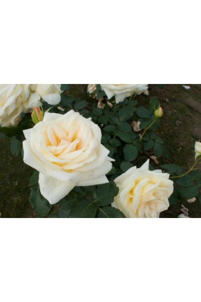 Троянда плетиста Шнеевальцер 