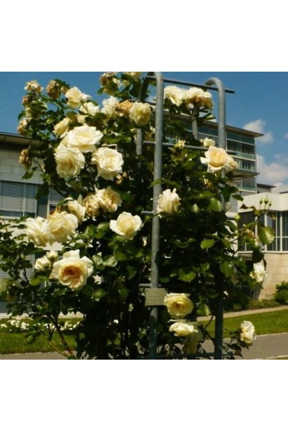 Троянда плетиста Шнеевальцер 