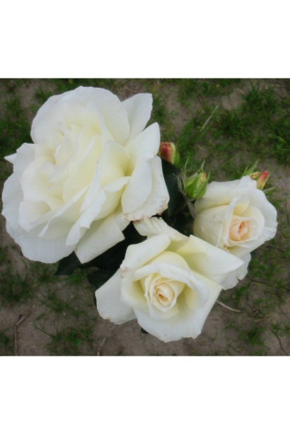 Троянда витка Шнеевальцер | Роза плетистая Шнеевальцер | Rose climber Schneewalzer