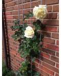 Троянда витка Шневальцер | Роза плетистая Шневальцер | Rose climber Schneewalzer