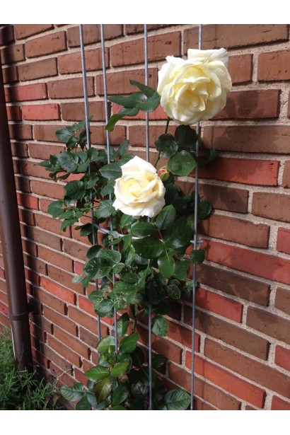 Schneewalzer – прикраса вертикального озеленення.