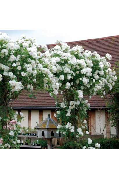 Троянда плетиста Шнеевальцер – ідеальна для білих арок.