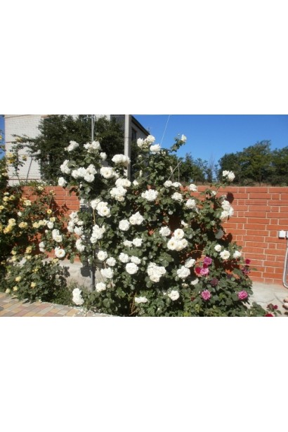 Schneewalzer – ароматне цвітіння в саду.