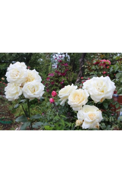 Троянда Шневальцер – витончені великі квіти.