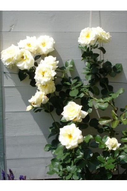 Троянда плетиста Шневальцер – морозостійка та витривала.