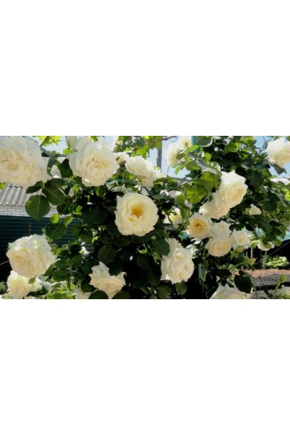 Rose climber Schneewalzer