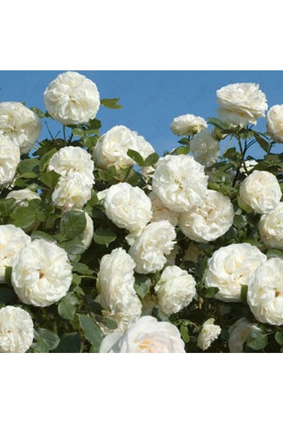 Троянда Шнеевальцер – білосніжна краса саду.