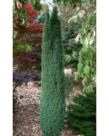 Ялівець звичайний Арнольд | Можжевельник обыкновенный Арнольд | Juniperus communis Arnold