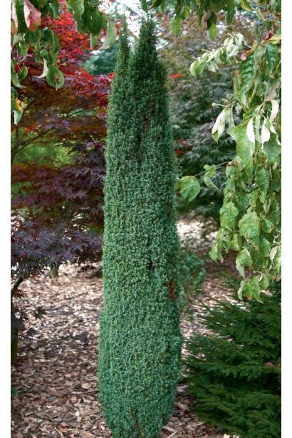 Ялівець колоновидний Арнольд з вузькою формою крони