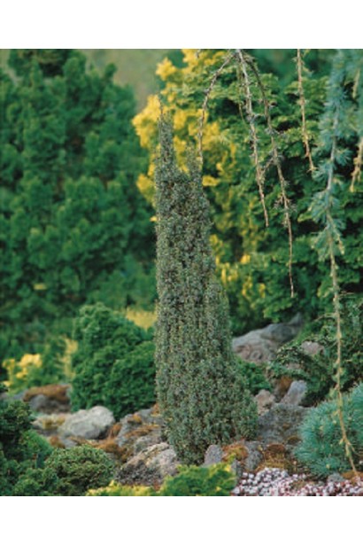 Ялівець звичайний Арнольд в ландшафті