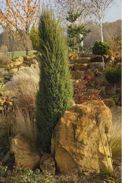 Яловець звичайний Арнольд