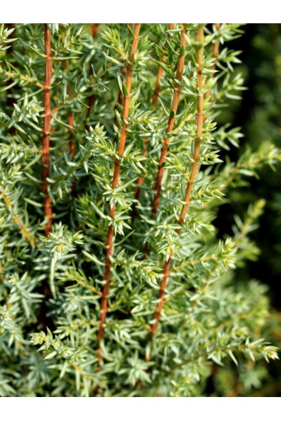 Ялівець звичайний Арнольд - колюча сіро-зелена хвоя