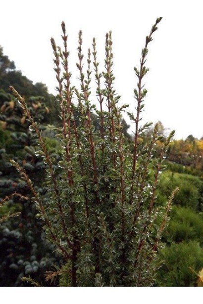 Ялівець Arnold - вертикальні щільні зеленувато-бурі пагони