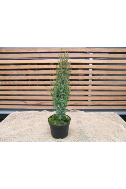 Ялівець звичайний Arnold