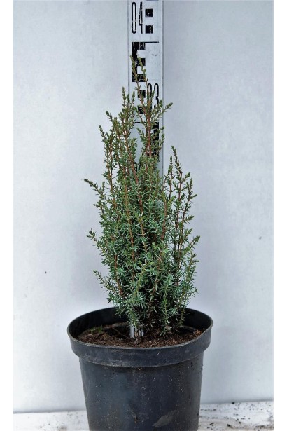 Ялівець звичайний Арнольд саджанець в горщику 3 л