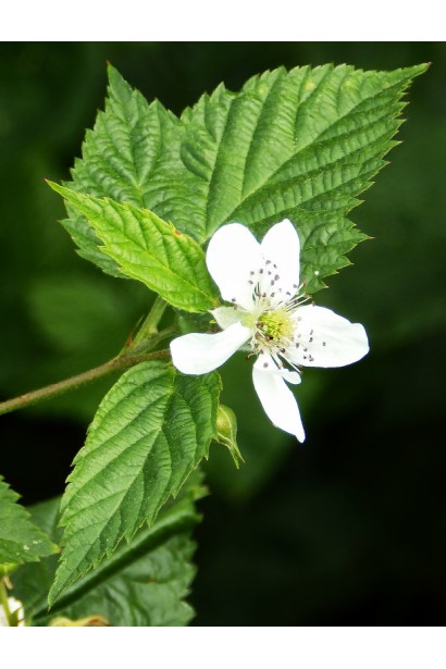 Малина ремонтантна Зюгана темно-зелене листя та білі квіти