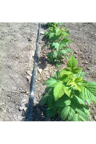 Молодці кущі малини звичайної Зюгана