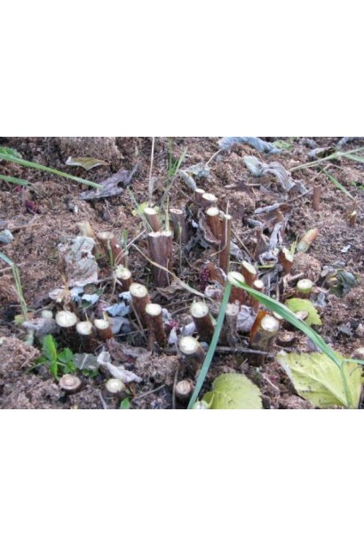 Малина ремонтантна Зюгана обрізка куща повністю під корінь