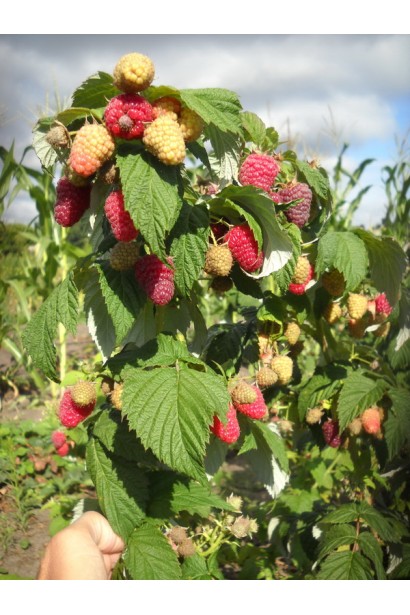 Малина домашня Зюгана дозрівання плодів