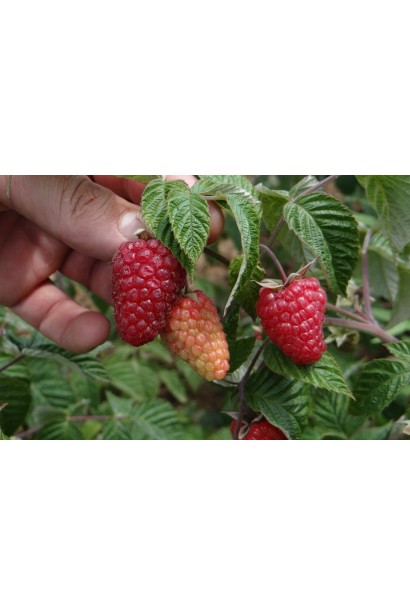 Rubus idaeus Zyugana