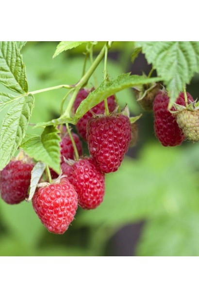 Малина червона Zyugana