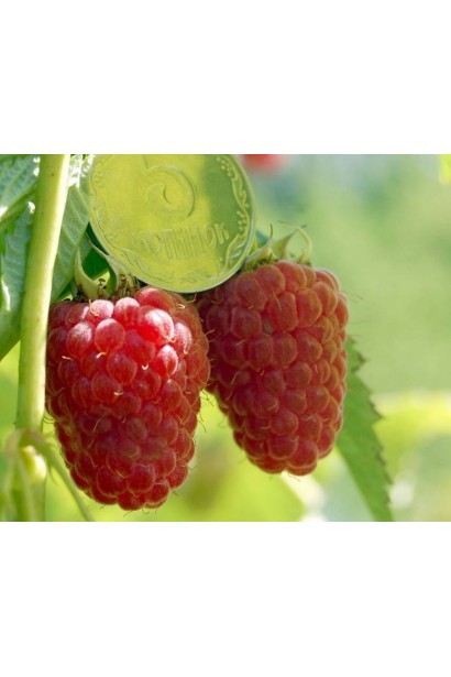 Малина ремонтантна Зюгана