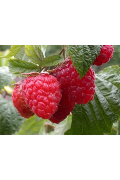 Малина ремонтантна Зюгана яскраво-червні конусоподібні плоди