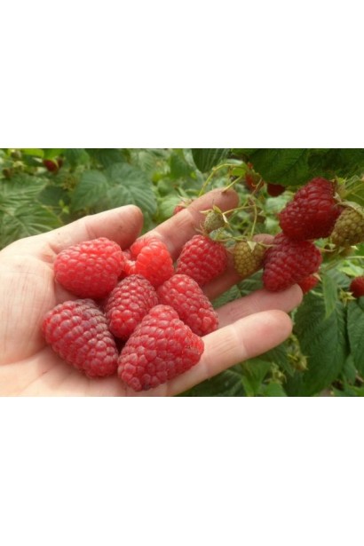 Малина Зюгана високоврожайний ремонтантний сорт