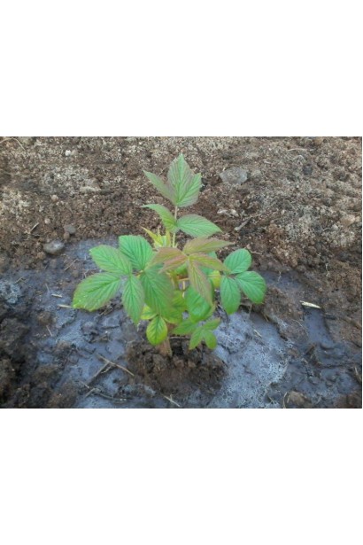 Посадка молодого саджанця малини Зюгана